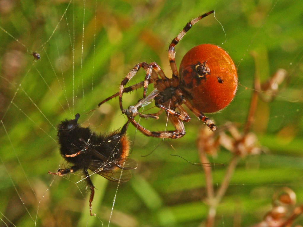 Araneus quadratus